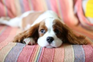 A dog resting in a fluffy round bed