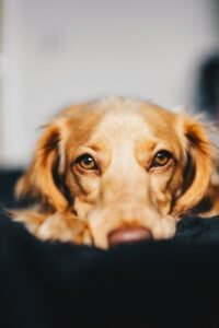 A calm dog