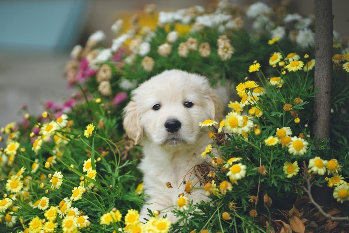 A playful dog