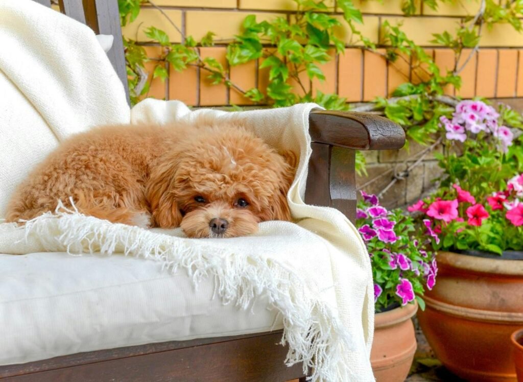 A calm dog resting peacefully
