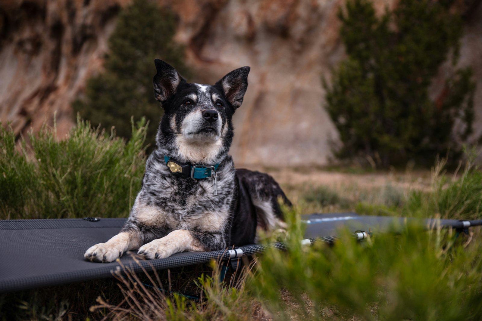 Elevated dog bed