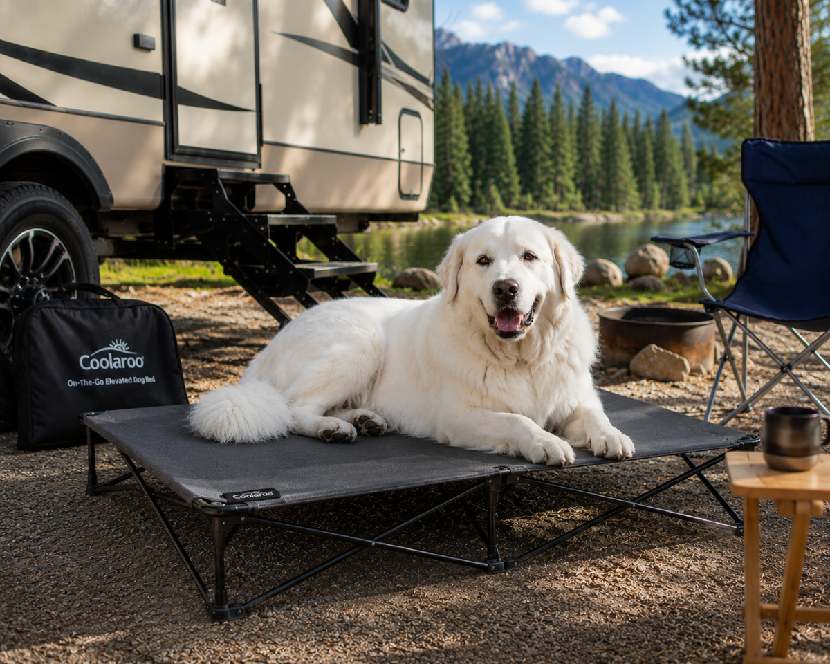 Elevated Foldable Dog Bed