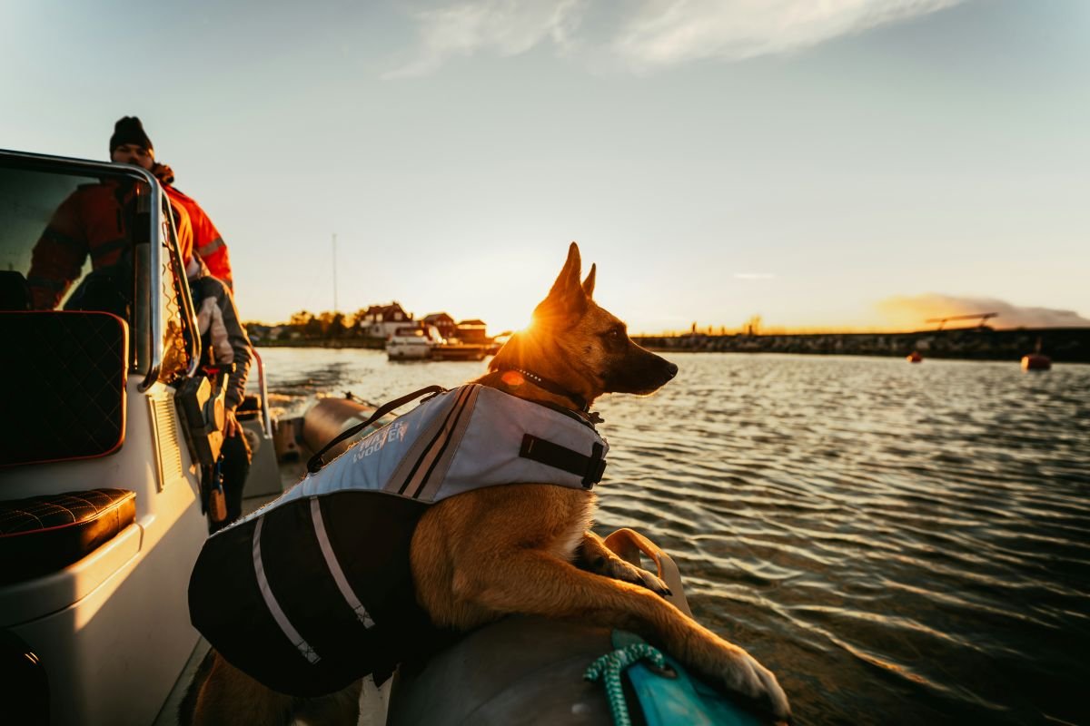 Close up of dog in life vest