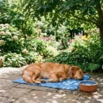 Dog resting in the shade on a cooling mat to prevent overheating.