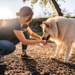 Dog drinking cool water after showing signs of overheating.