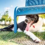 Dog panting heavily while overheating on a hot summer day.